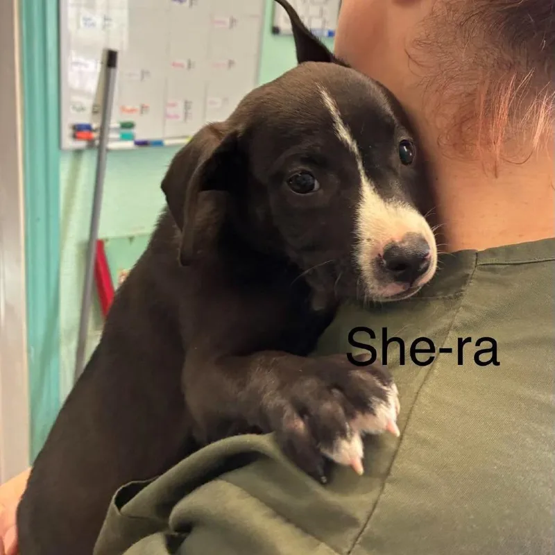 A baby medium-sized female Black Pit Bull Terrier dog named Shera for adoption in Madill, OK