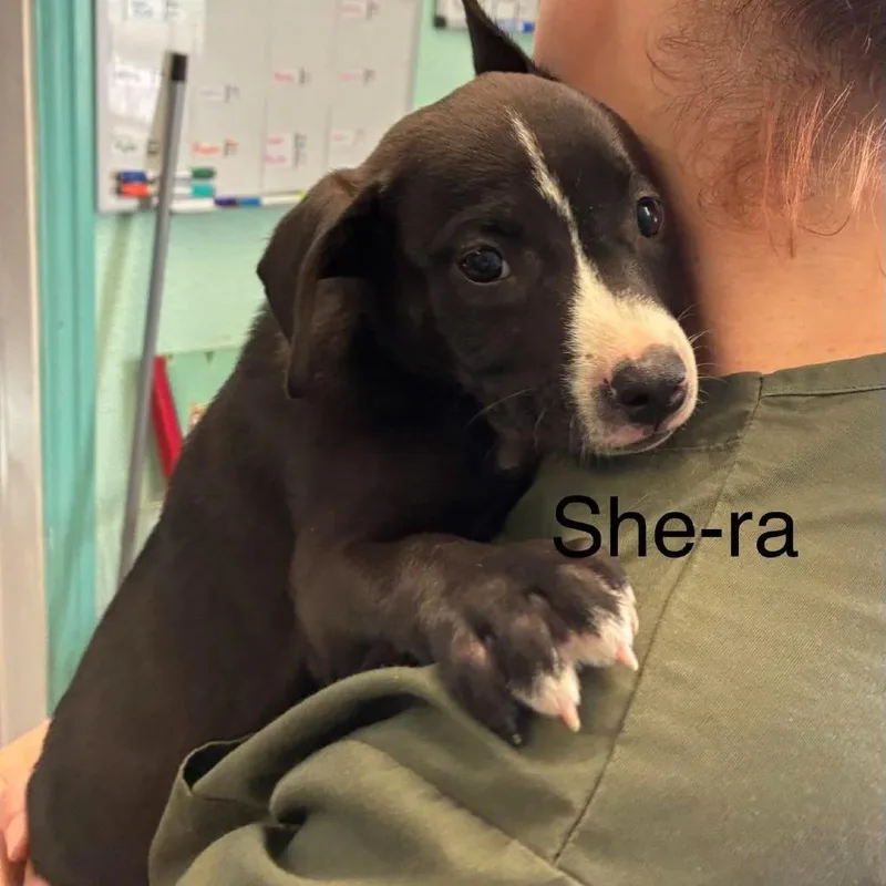 Shera thumbnail 2