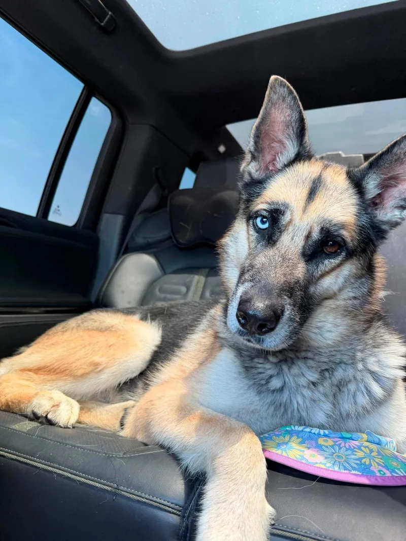 An adult large-sized male German Shepherd Dog dog named Kuzu for adoption in Jefferson City, MO