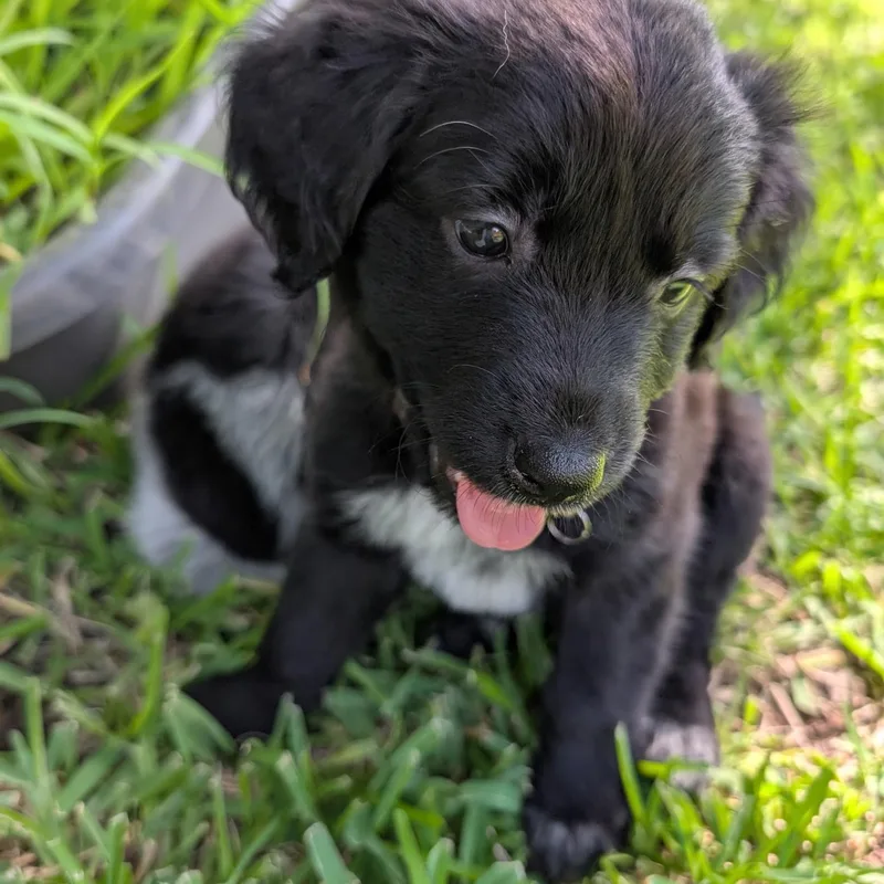 A baby medium-sized female White / Cream Labrador Retriever dog named Nox for adoption in Dallas, TX