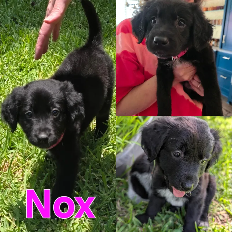 Nox thumbnail 3