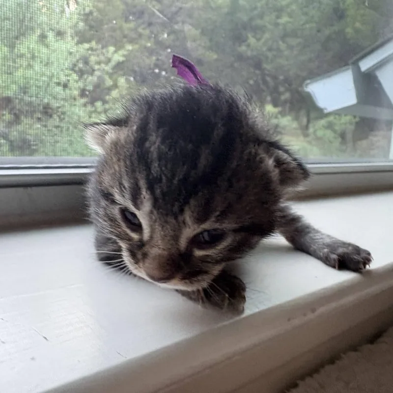 A baby small-sized male Brown / Chocolate Domestic Short Hair cat named Yuzu Cheesecake for adoption in Austin, TX