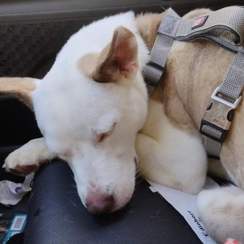 An adult medium-sized female Husky dog named Aurora for adoption in Lehigh Valley, PA
