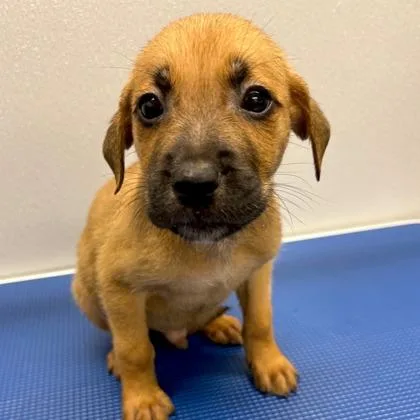 A baby small-sized male Mixed Breed dog named Capybara for adoption in Merriam, KS