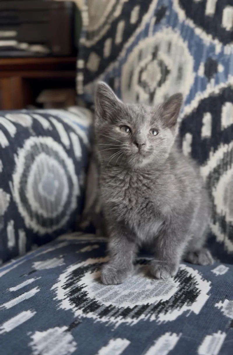 A baby medium-sized male Gray / Blue / Silver Russian Blue cat named Clyde for adoption in Crown Point, IN