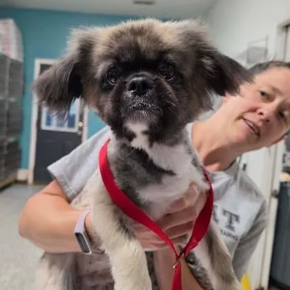 An adult small-sized male Brindle Pekingese dog named Bright Future for adoption in Fredericksburg, VA