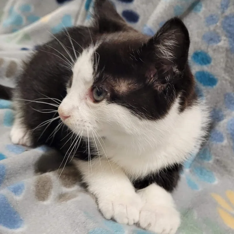 A baby small-sized male Black Domestic Short Hair cat named Sly for adoption in Traverse City, MI