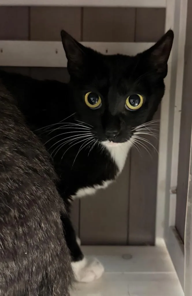 An adult large-sized female Domestic Short Hair cat named Paris for adoption in Bossier City, LA