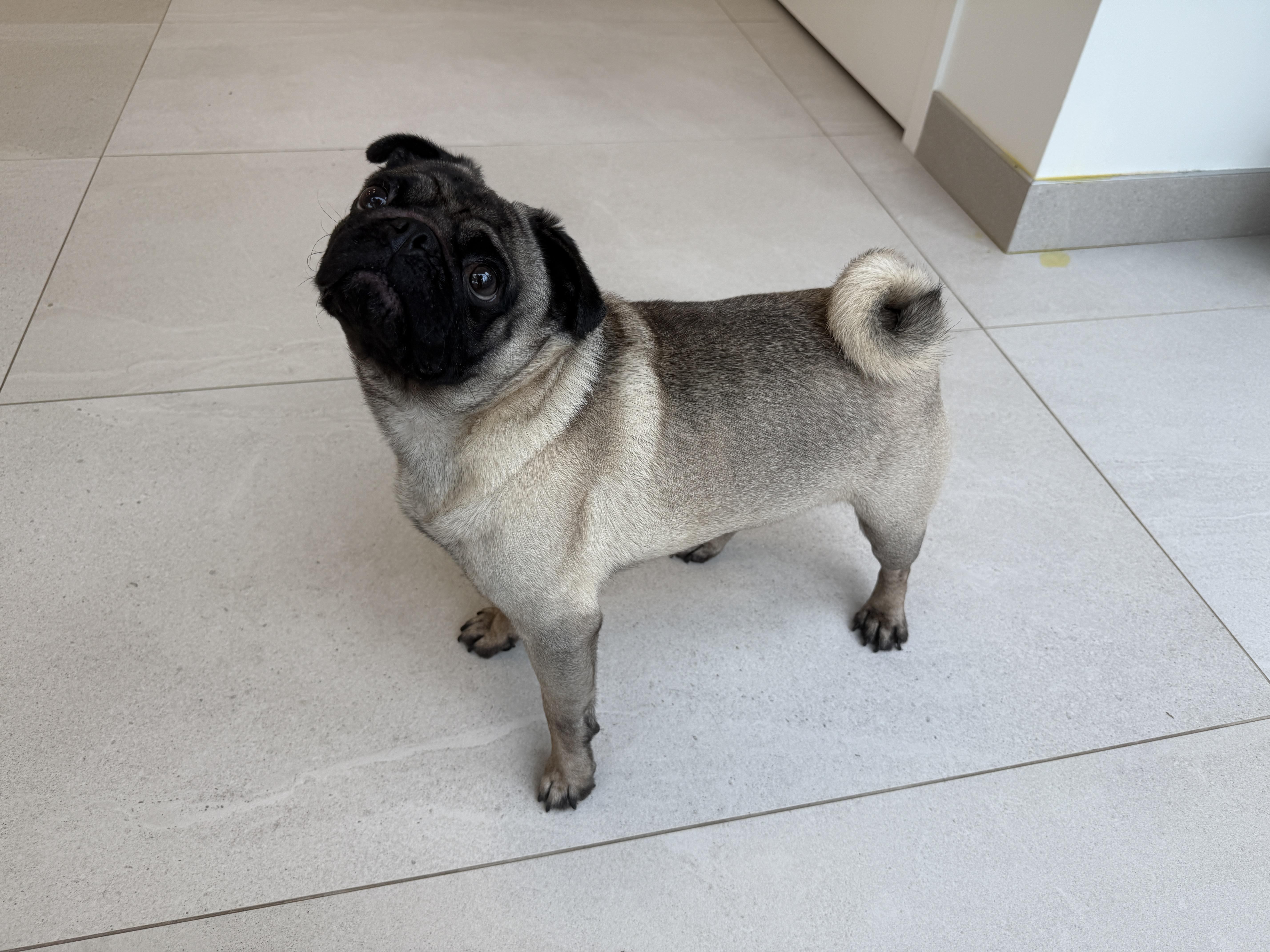 A baby small-sized male Pug dog named Cam for adoption in Evanston, IL