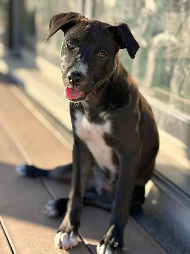 Bruno