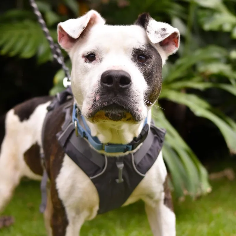 A senior large-sized male White / Cream Mixed Breed dog named Linus for adoption in Kailua Kona, HI