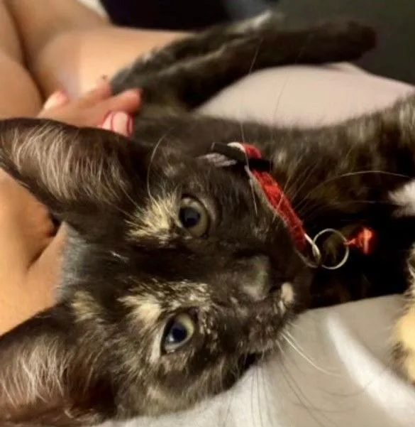 Lilly Baby thumbnail 2