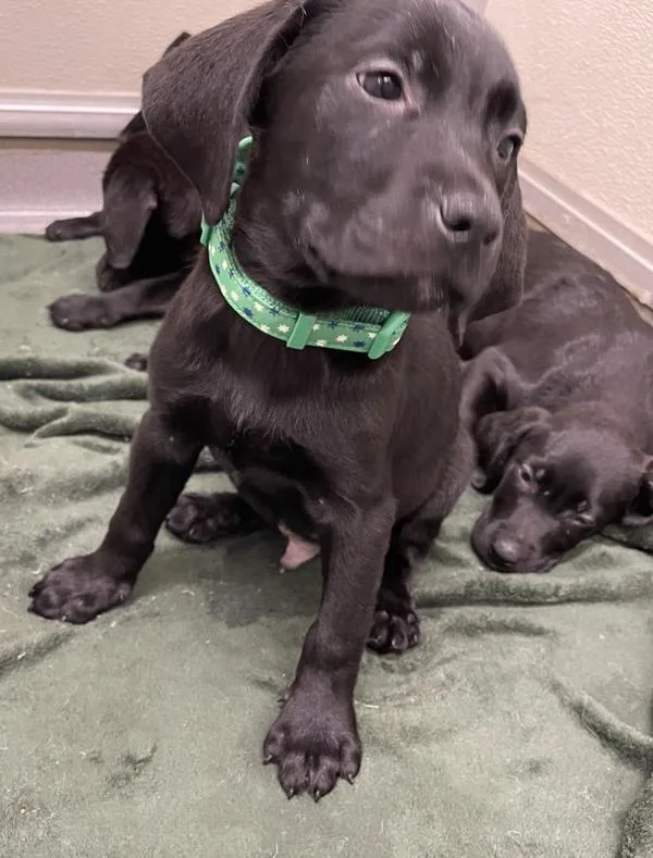 A baby large-sized female Labrador Retriever dog named Berenice for adoption in Victorville, CA