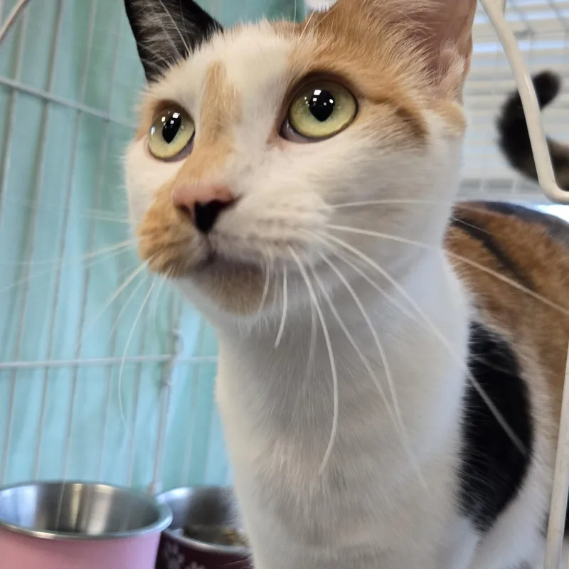 An adult medium-sized female Calico Domestic Short Hair cat named Ellie for adoption in Mokena, IL