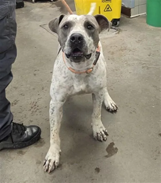 An adult large-sized male Pit Bull Terrier dog named Jupiter for adoption in Phoenix, AZ