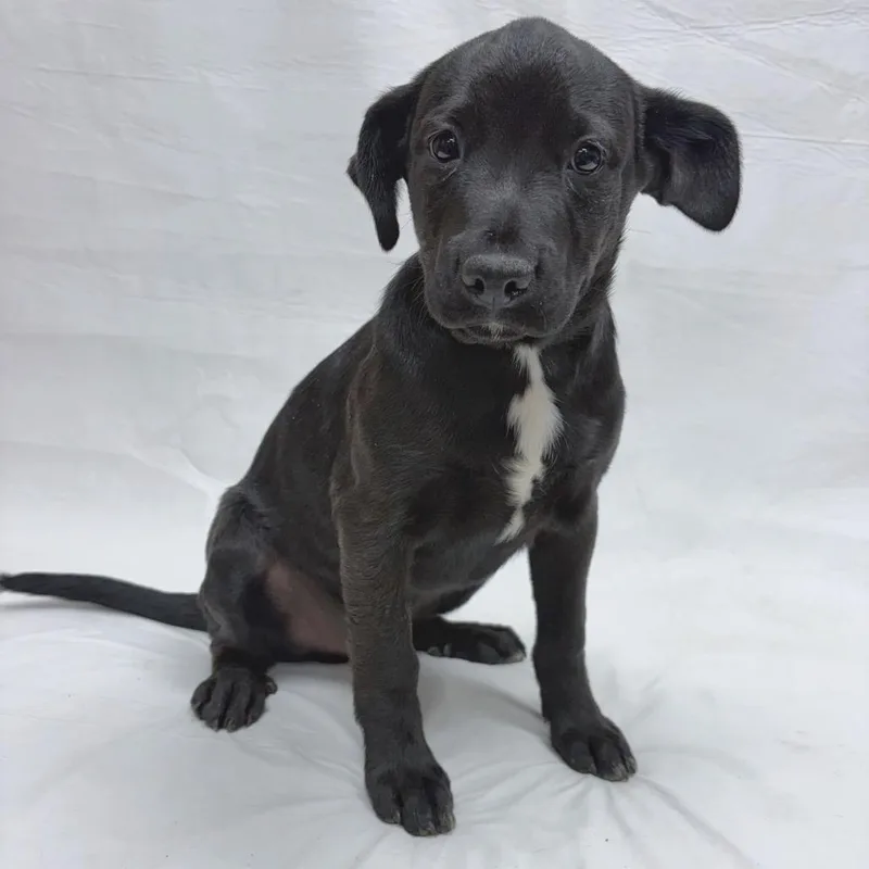 A baby small-sized male Shepherd dog named Bear for adoption in Parker, CO