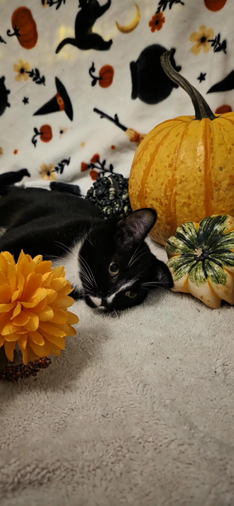 A baby medium-sized male Black & White / Tuxedo Domestic Short Hair cat named Eugene for adoption in Hibbing, MN