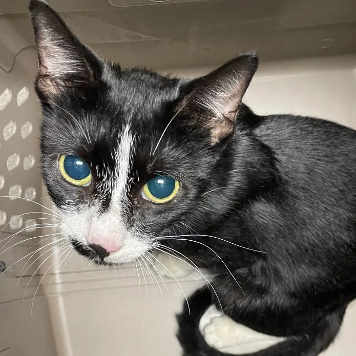 An adult medium-sized female Domestic Short Hair cat named Mrs. Lovett for adoption in Allentown, PA