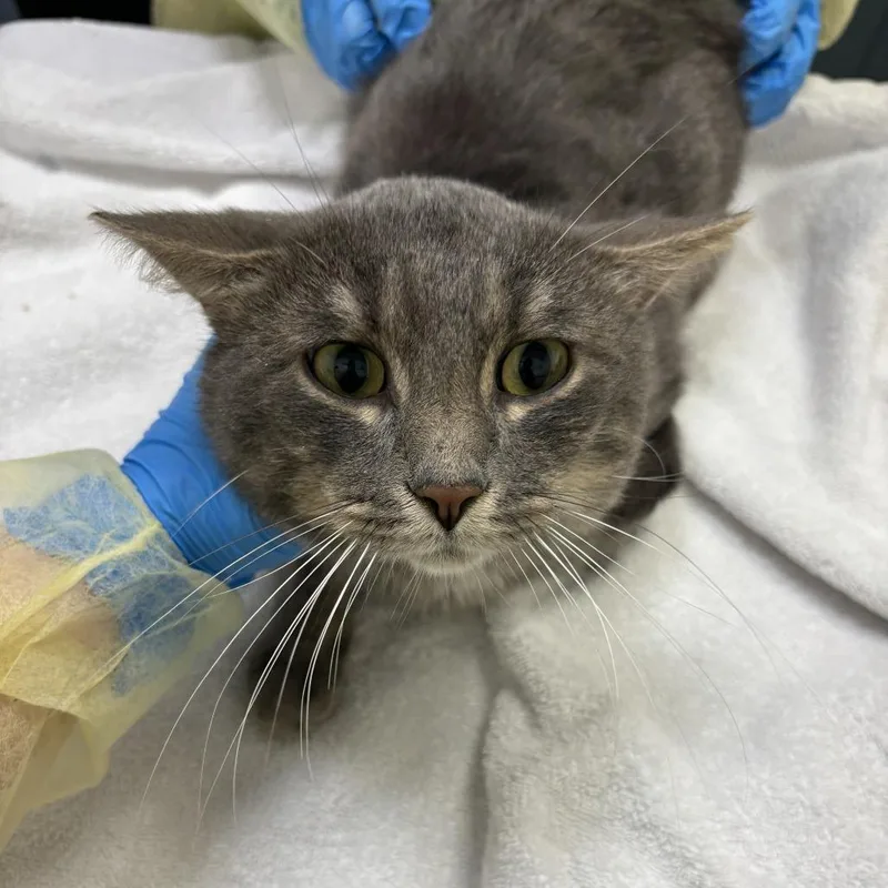An adult medium-sized male Gray / Blue / Silver Domestic Short Hair cat named Zeddemore for adoption in Evanston, IL