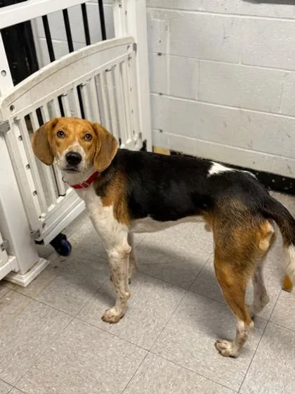 An adult medium-sized male Tricolor (Brown, Black, & White) Hound dog named Buck for adoption in North Myrtle Beach, SC