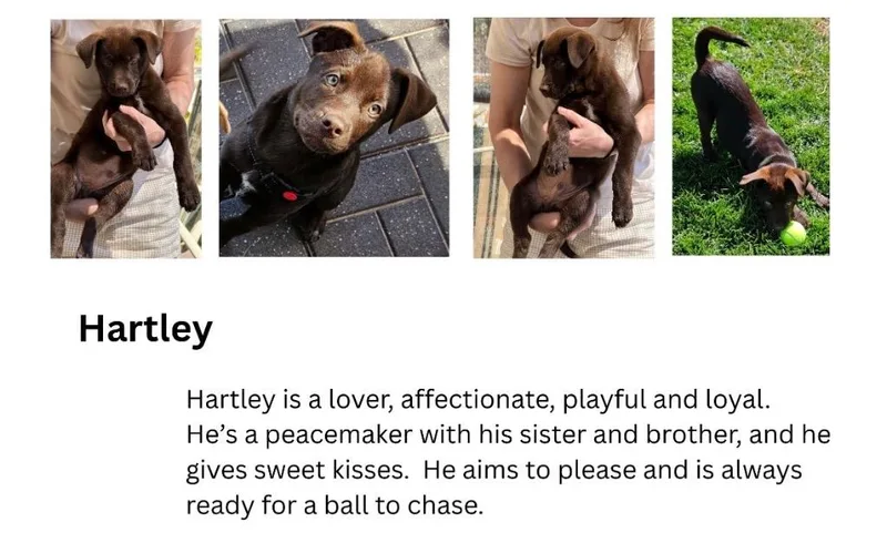 A baby medium-sized male Shepherd dog named Hartley for adoption in Fort Lupton, CO