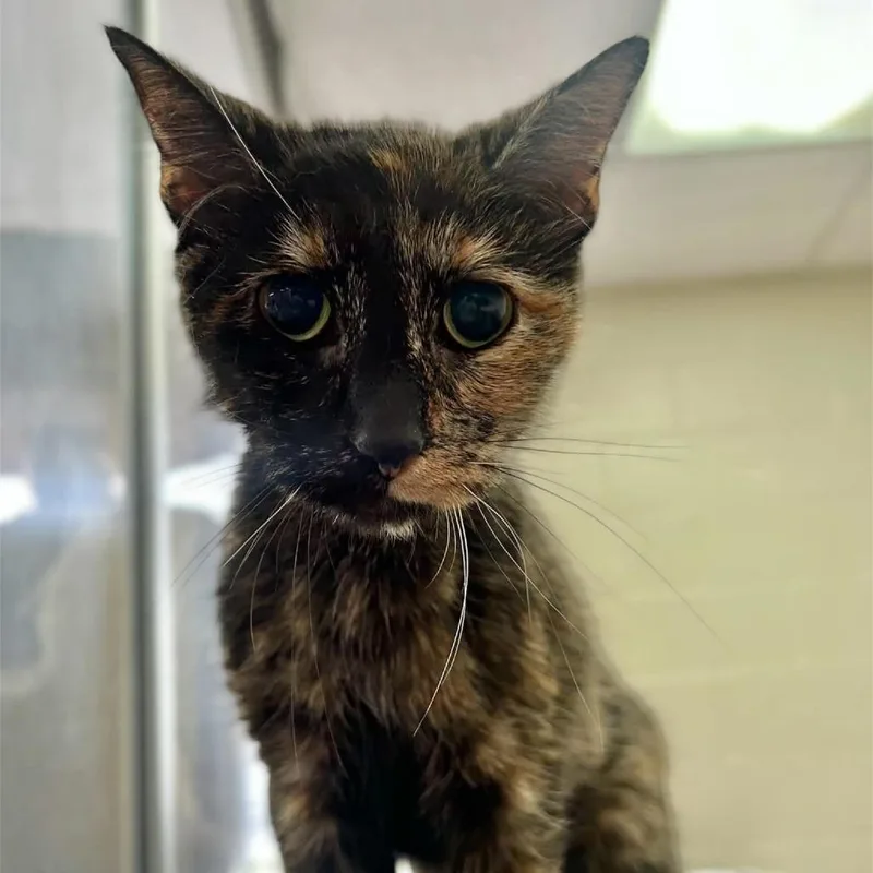 A senior medium-sized female Buff / Tan / Fawn Domestic Short Hair cat named Kady for adoption in Monroe, MI