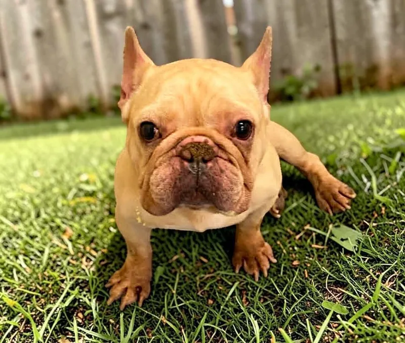 A young small-sized male Yellow / Tan / Blond / Fawn French Bulldog dog named Stan for adoption in Memphis, TN