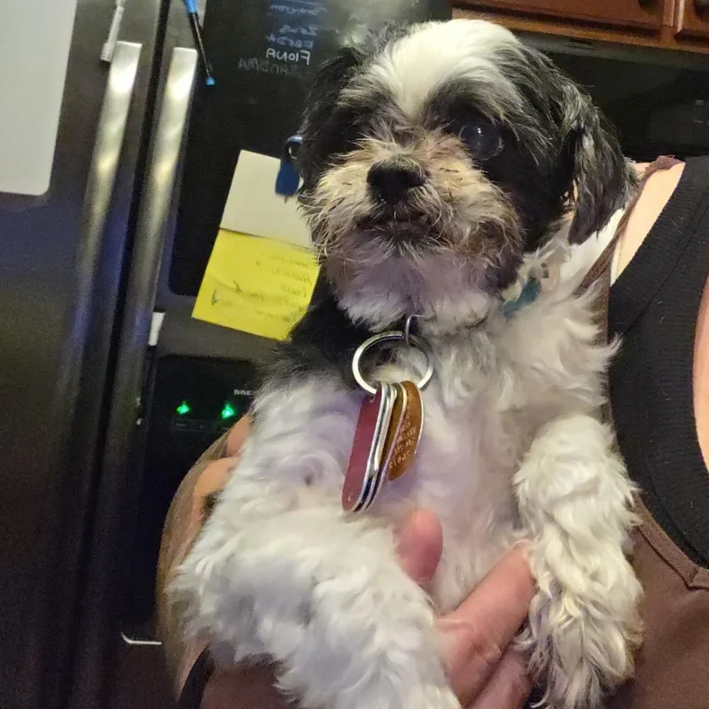 A senior small-sized male White / Cream Shih Tzu dog named Chewy for adoption in Tunkhannock, PA