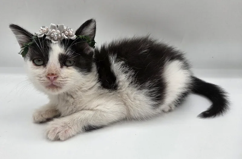A baby medium-sized female Black & White / Tuxedo Domestic Short Hair cat named Spike for adoption in Mobile, AL