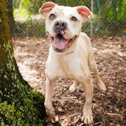 An adult medium-sized female Mixed Breed dog named Laya for adoption in Largo, FL