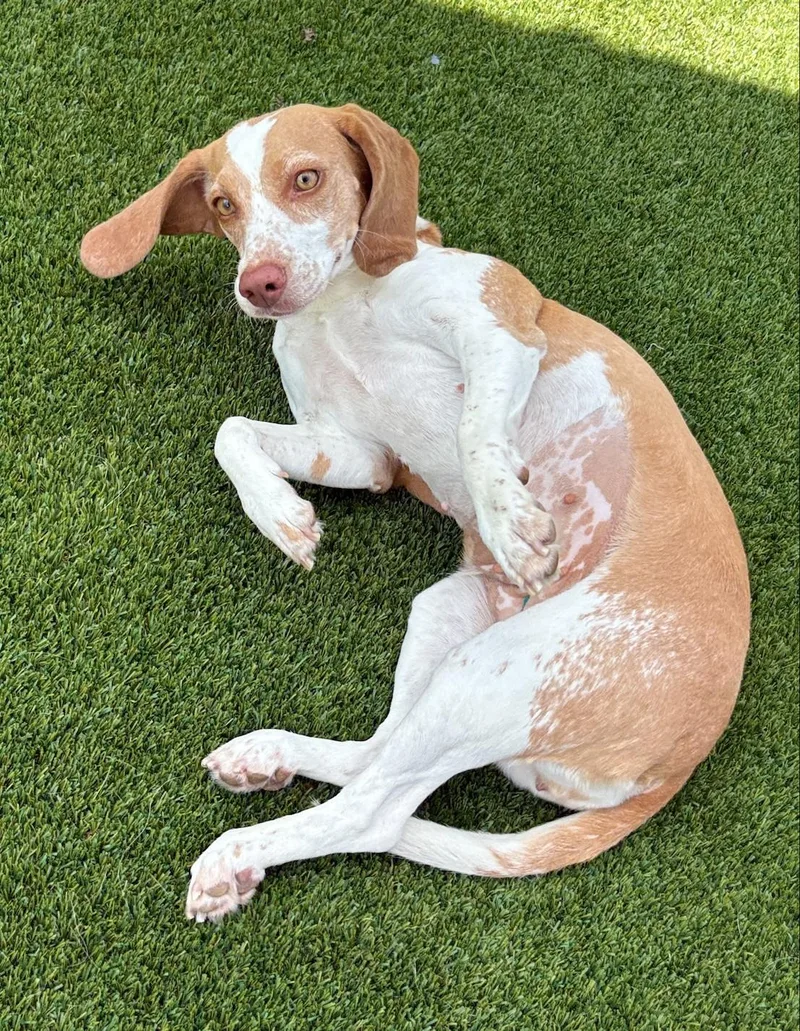 An adult medium-sized female White / Cream Beagle dog named Cream Cheese for adoption in Allen, TX