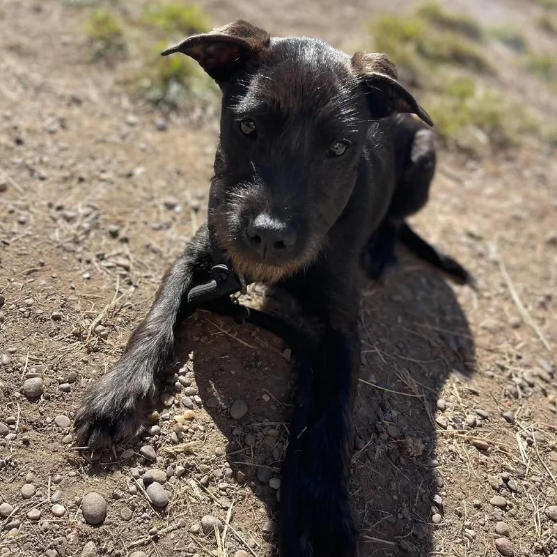 A young small-sized female Black Mixed Breed dog named Vega for adoption in Huntington, WV