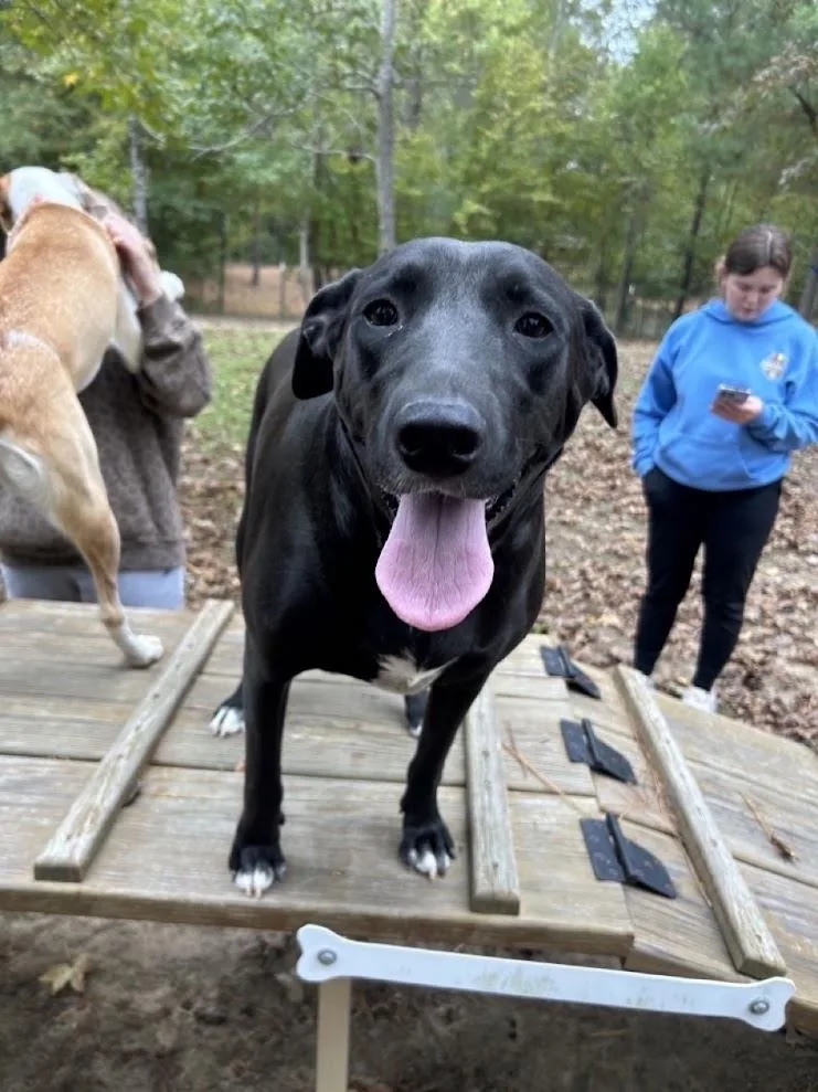 An adult large-sized female Terrier dog named Sheila for adoption in Ruston, LA