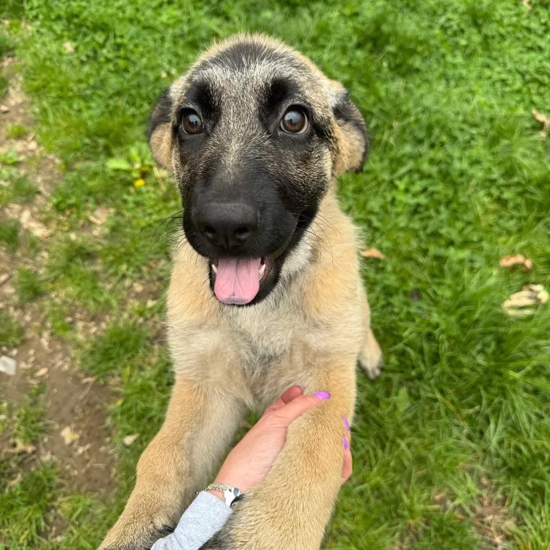 A baby large-sized female Sable German Shepherd Dog dog named Pattys Shep for adoption in Kittanning, PA