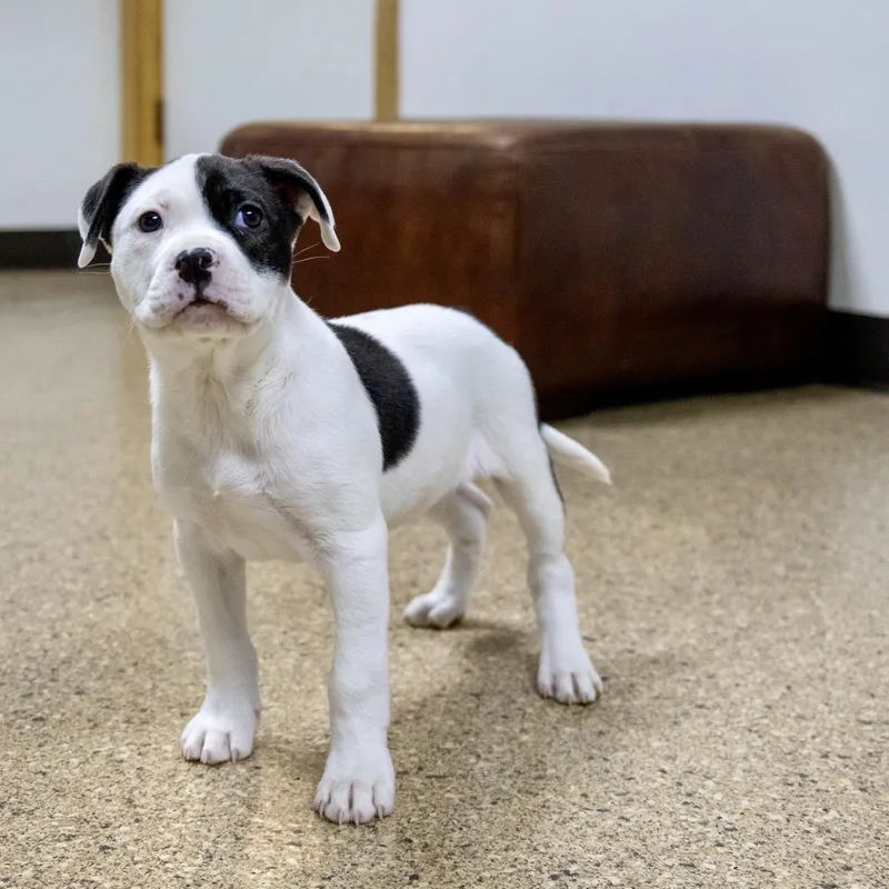 Layla Edwards thumbnail 4