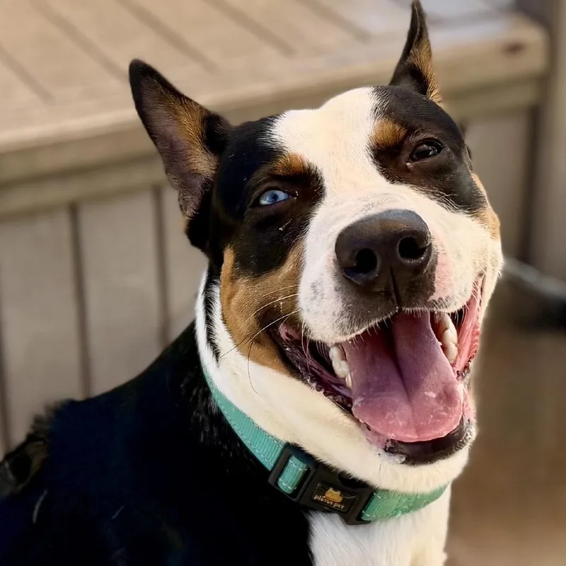 A young medium-sized male Basenji dog named Tango for adoption in Ashland, OR
