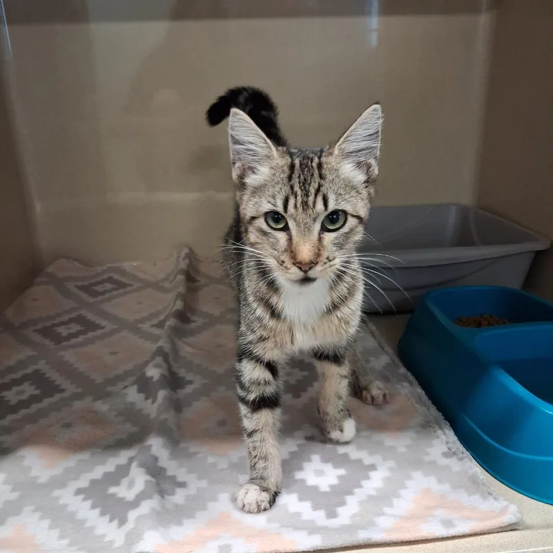 A baby small-sized female Domestic Short Hair cat named Miss Daisy for adoption in Gautier, MS