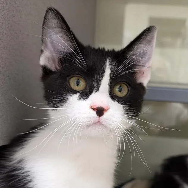 A baby small-sized male White Domestic Short Hair cat named Ham for adoption in Colorado Springs, CO