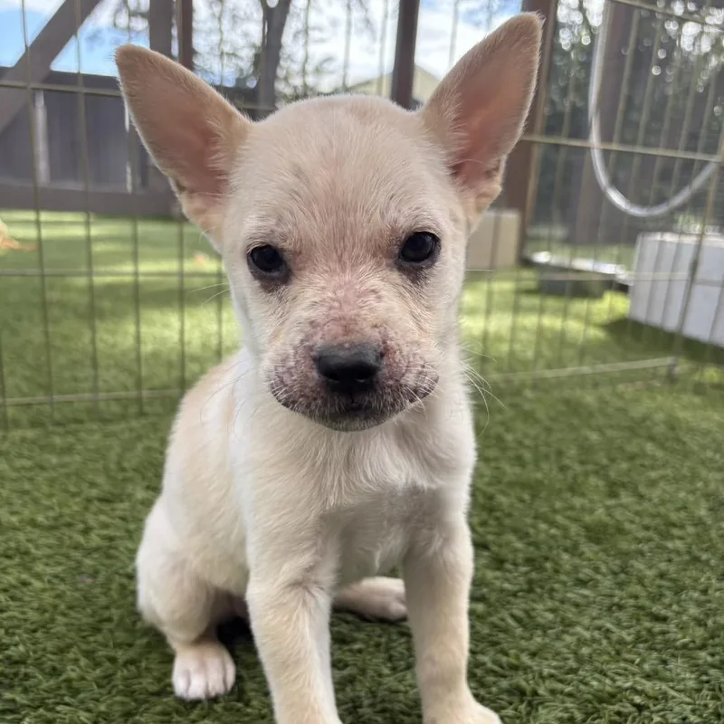 A baby small-sized female Yellow / Tan / Blond / Fawn Mixed Breed dog named Neptune for adoption in LOXAHATCHEE, FL