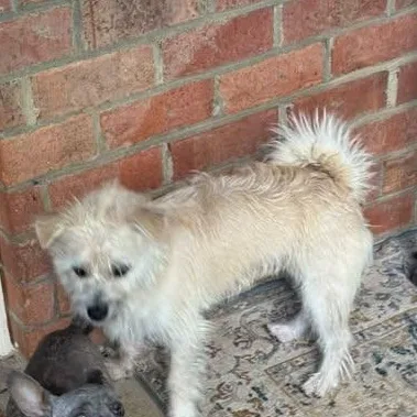 A young small-sized male Wirehaired Terrier dog named Dutch for adoption in Matthews, NC