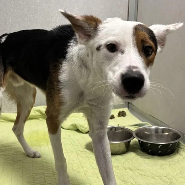 A young medium-sized male Terrier dog named Spicket for adoption in Des Moines, IA