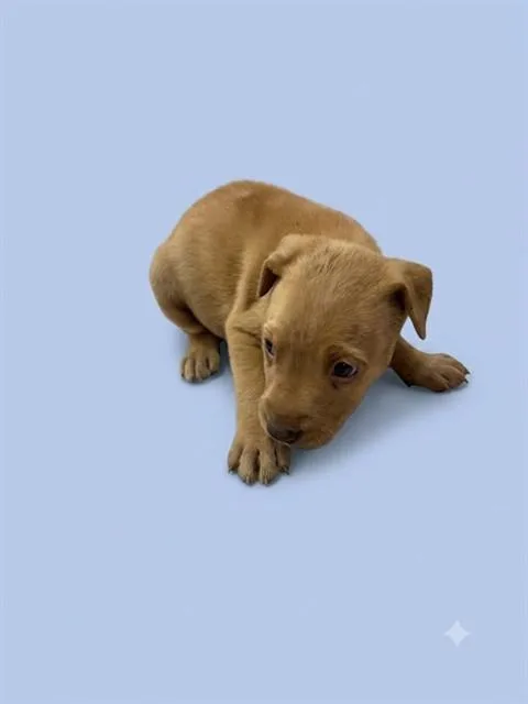 A baby small-sized male Mixed Breed dog named Herbert for adoption in Jacksonville, FL