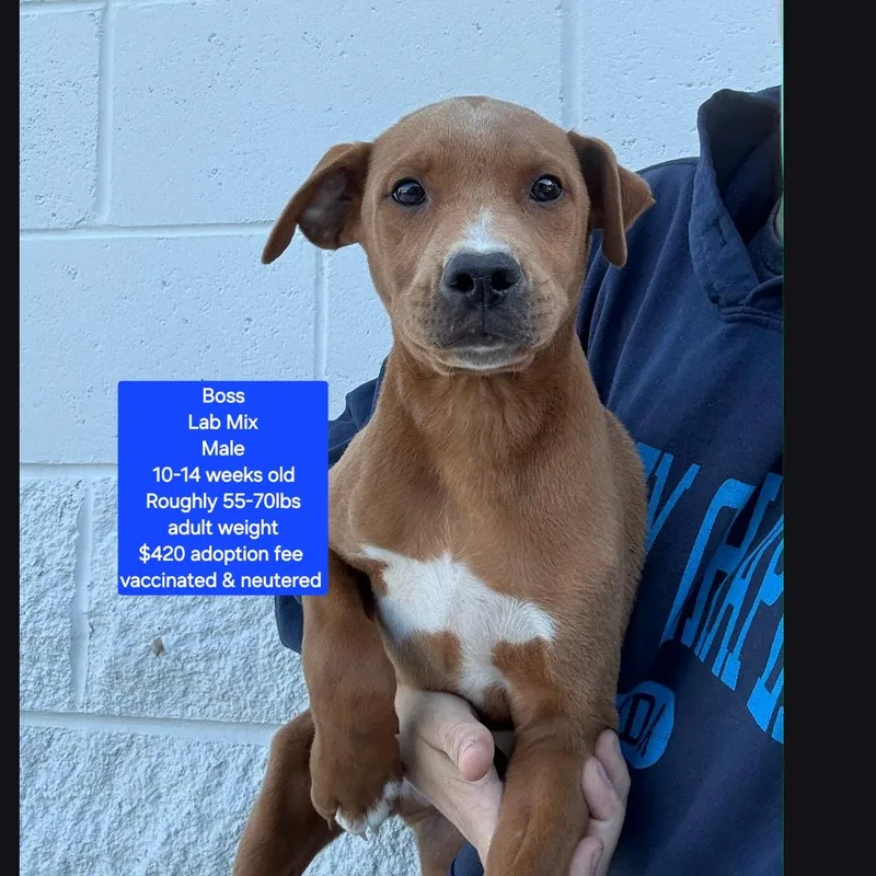 A baby large-sized male Labrador Retriever dog named Boss for adoption in Oviedo, FL