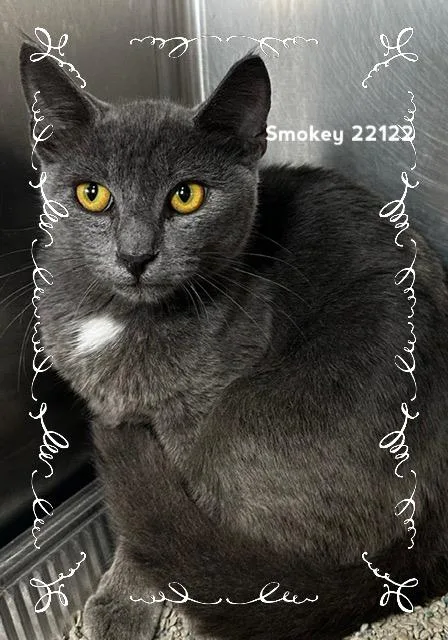 A baby medium-sized male Gray / Blue / Silver Domestic Short Hair cat named Smokey for adoption in Marietta, GA