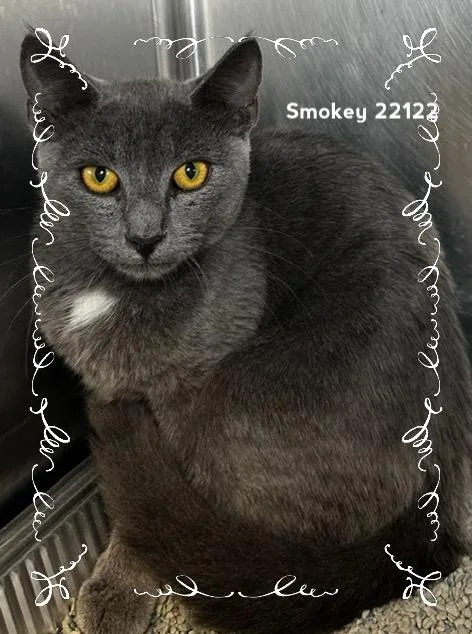 Smokey thumbnail 2