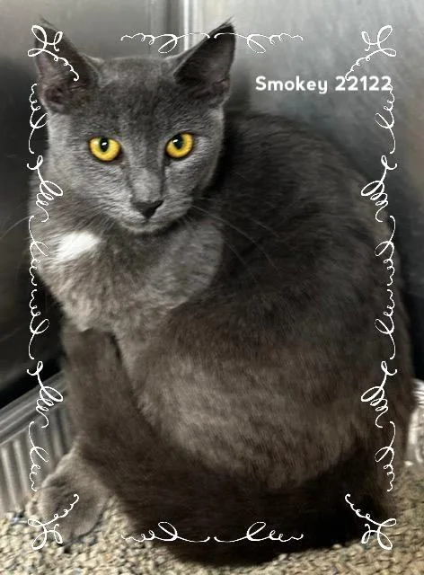 Smokey thumbnail 3
