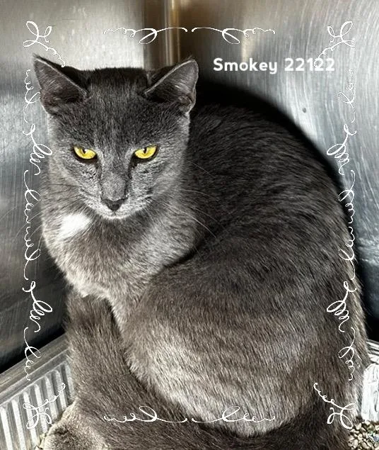 Smokey thumbnail 4