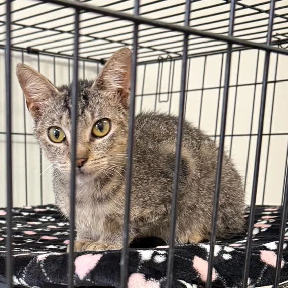 A young medium-sized female Brown / Chocolate Domestic Short Hair cat named Lilly for adoption in Houston, TX