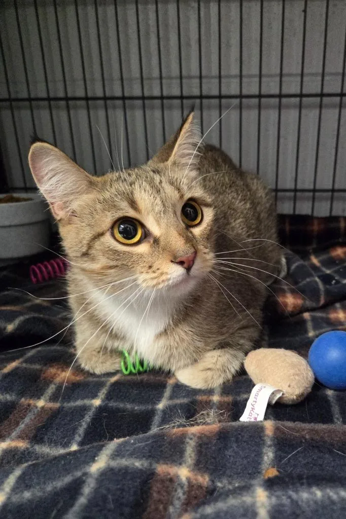 A young medium-sized female Domestic Short Hair cat named Dahlia for adoption in Muskegon, MI
