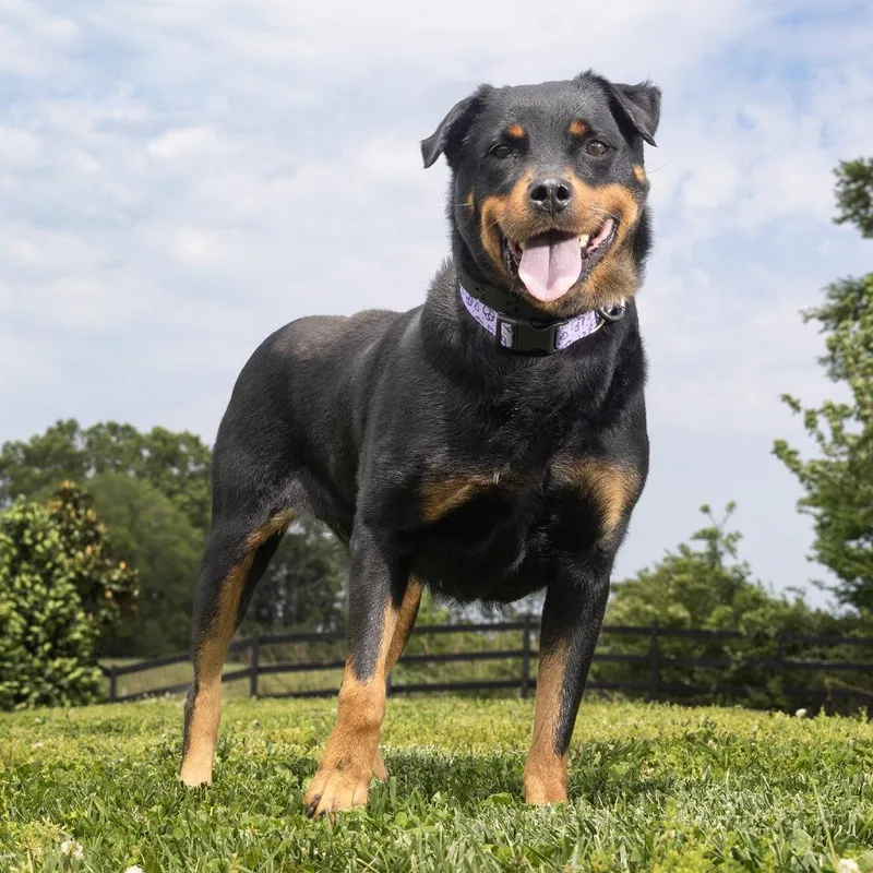 An adult large-sized female Black Rottweiler dog named Tati for adoption in Franklin, TN